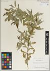 Foto von Salix laevigata Bebb